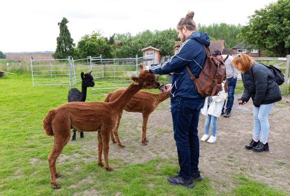 meet the alpacas experience in shropshire