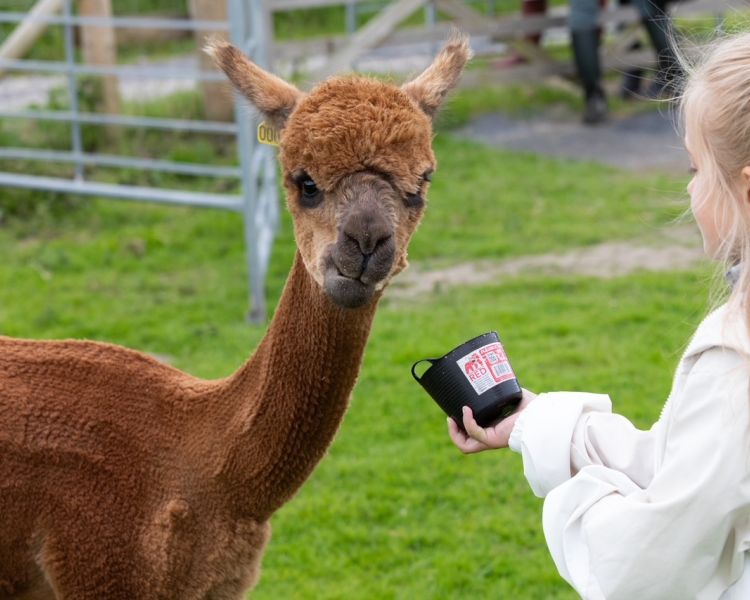meet the alpacas experience in shropshire