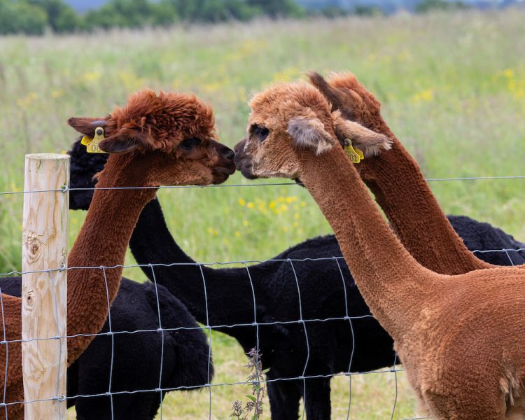meet the alpacas experience in shropshire