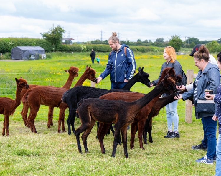 meet the alpacas experience in shropshire