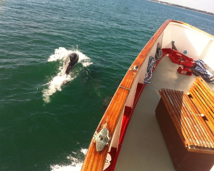 dolphin seen on a jurassic coastline cruise from poole