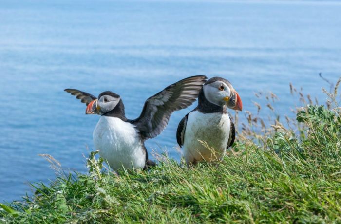 Puffin island