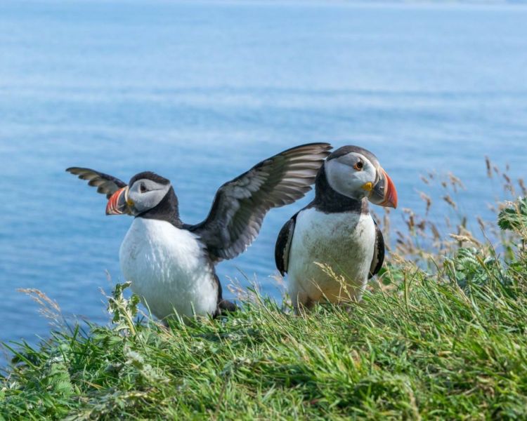 Puffin island