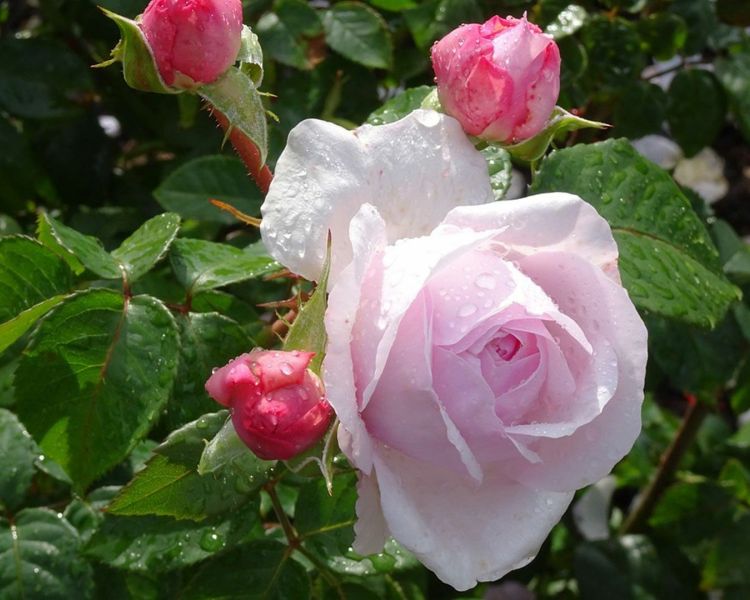 Kew gardens rose