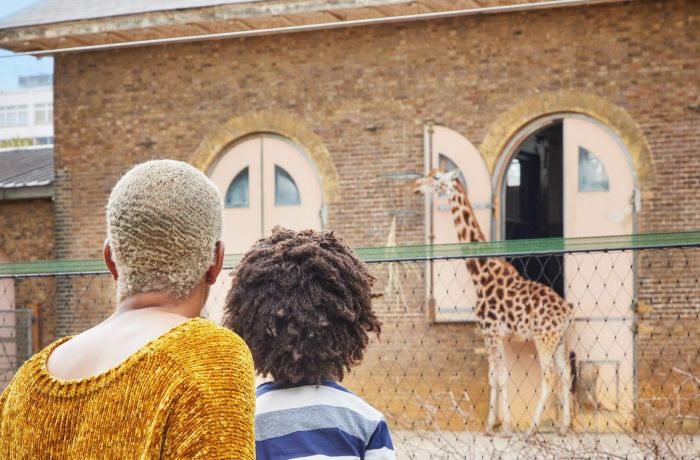 London zoo giraffe