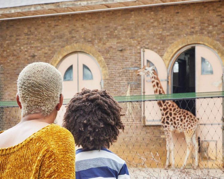 London zoo giraffe