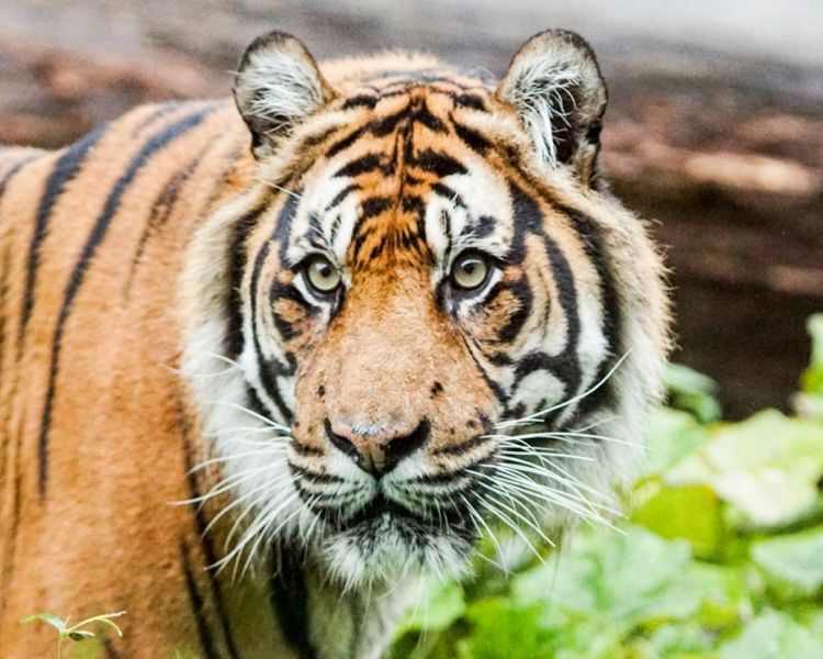 London zoo tiger