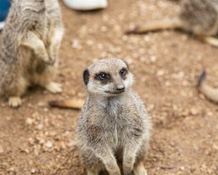 Meerkats at london zoo