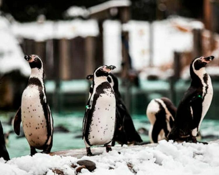 Penguins at london zoo