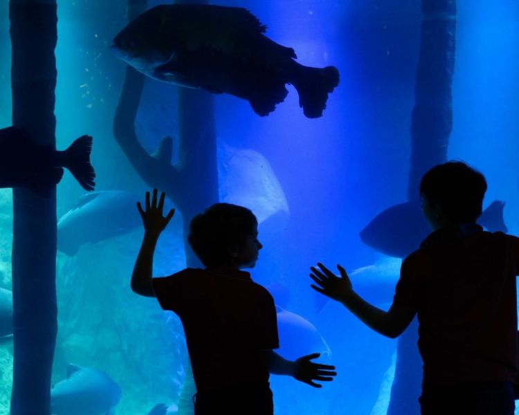 Sea life centre fish