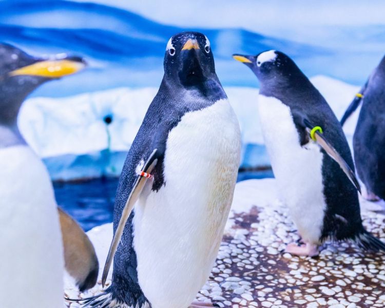 Sea life centre penguins