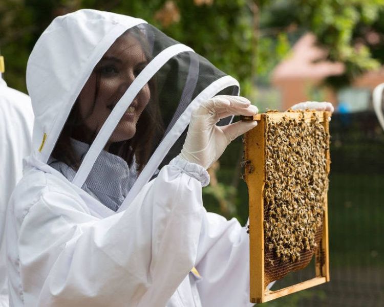 Beekeeping London
