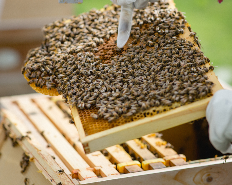 Honey beer making
