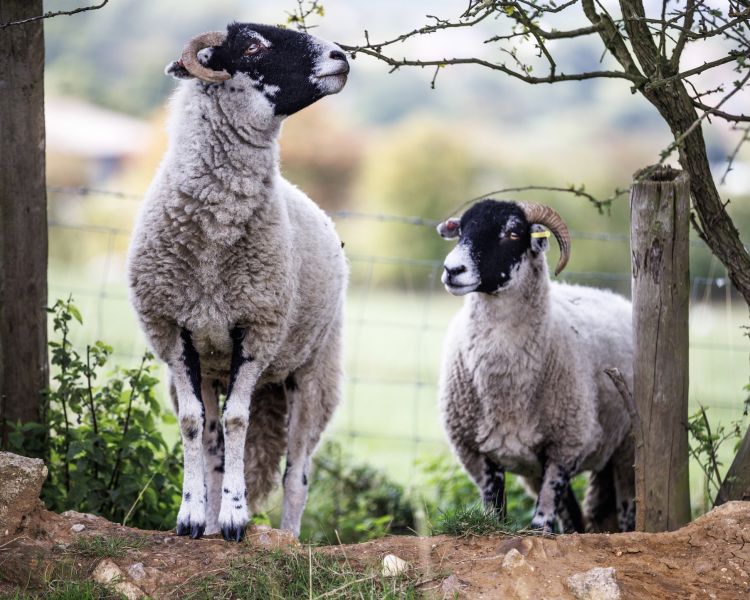 two sheep in a field on a sheepdog training experience day