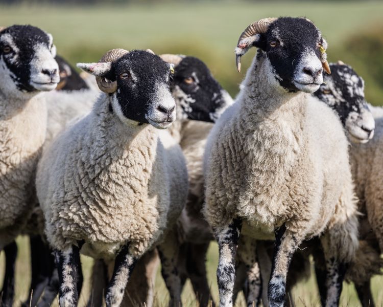 a group of sheep in a field on a sheepdog training experience day
