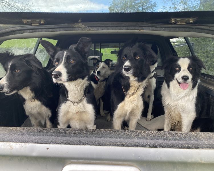 a group of border collie's looking out the back of a truck on a sheepdog training experience day