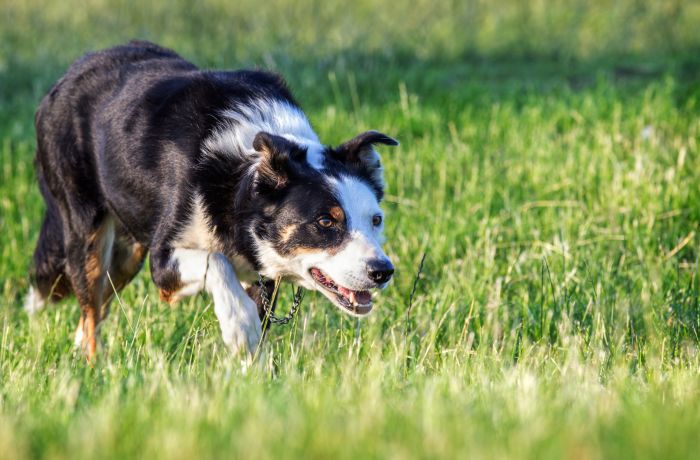 mist the border collie stalking in the grass on a sheepdog training experience day