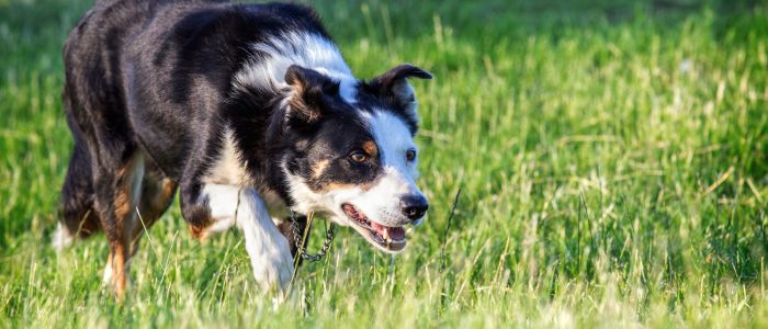 mist the border collie stalking in the grass on a sheepdog training experience day