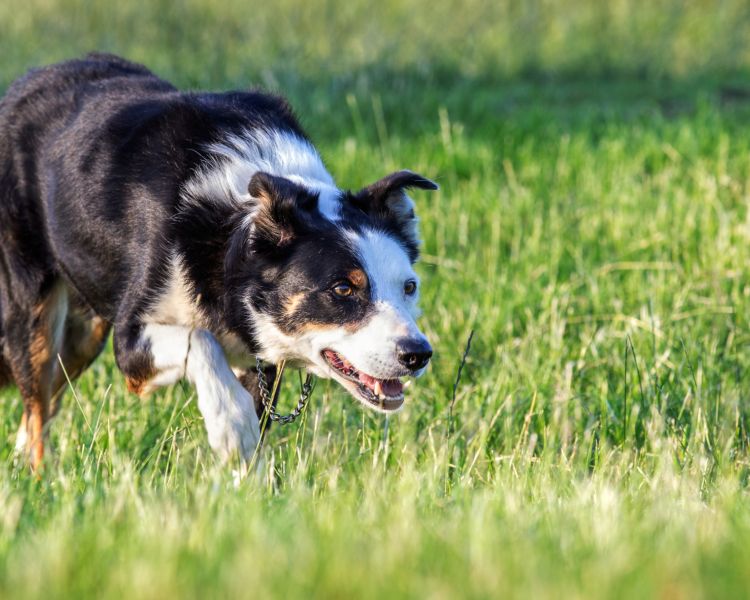 mist the border collie stalking in the grass on a sheepdog training experience day