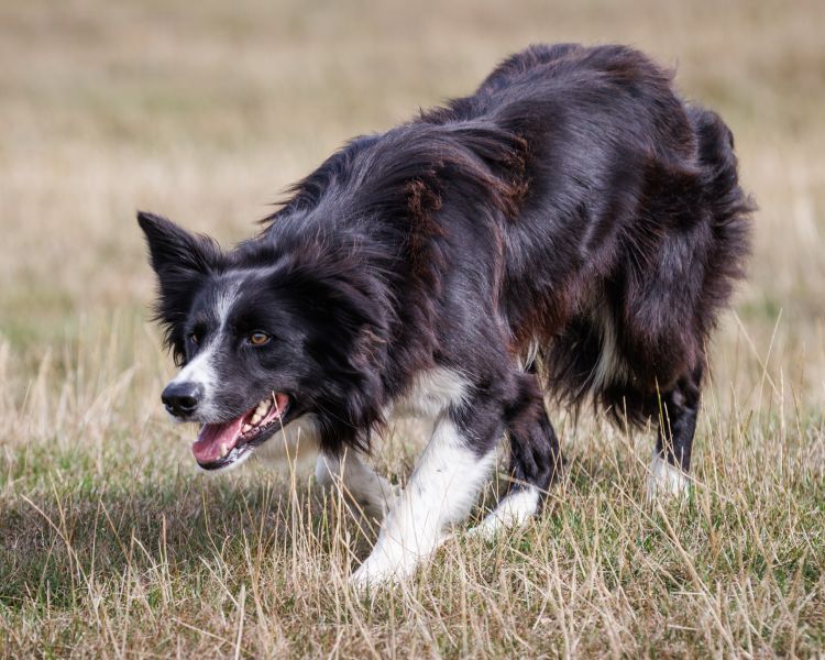 a border collie sheepdog stalking in a field on a sheepdog training experience day
