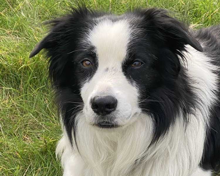 close up of a border collie's head on a sheepdog training experience day