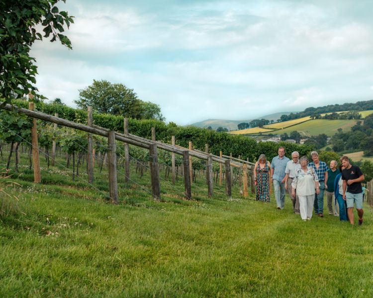 group of people on a tour of a vineyard in devon