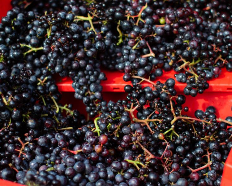 tubs full of red grapes on a vineyard in devon
