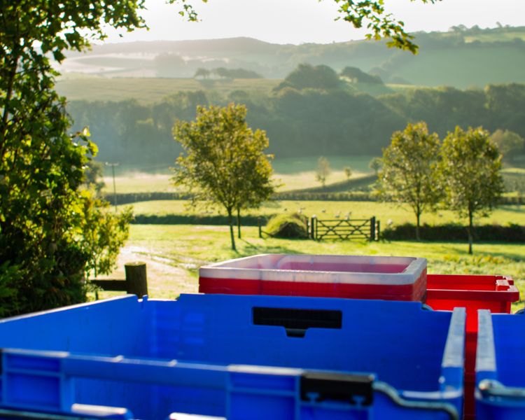 tubs of grapes harvested from the vines with views of the devonshire countryside in the background