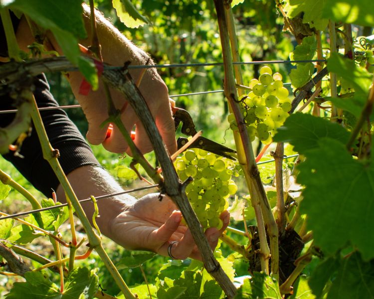 a bunch of grapes being cut off a vine on a vineyard in devon