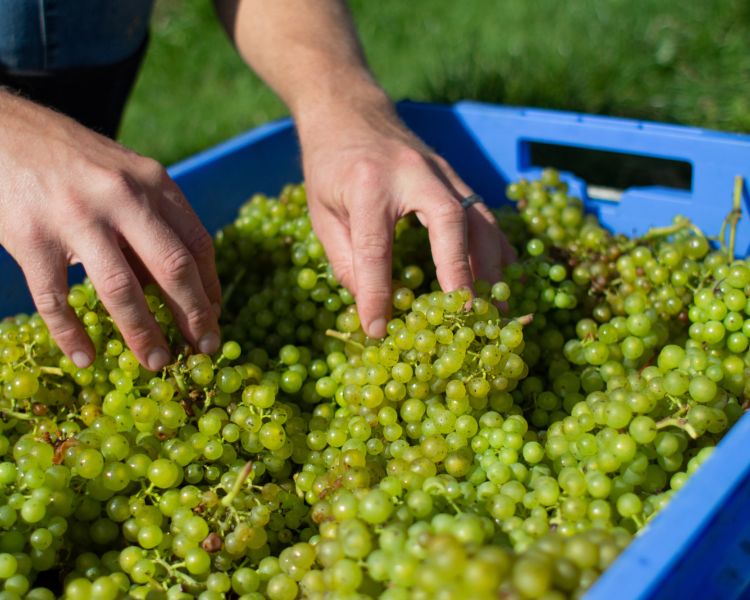 green grapes being loaded into tubs on a vineyard in devon