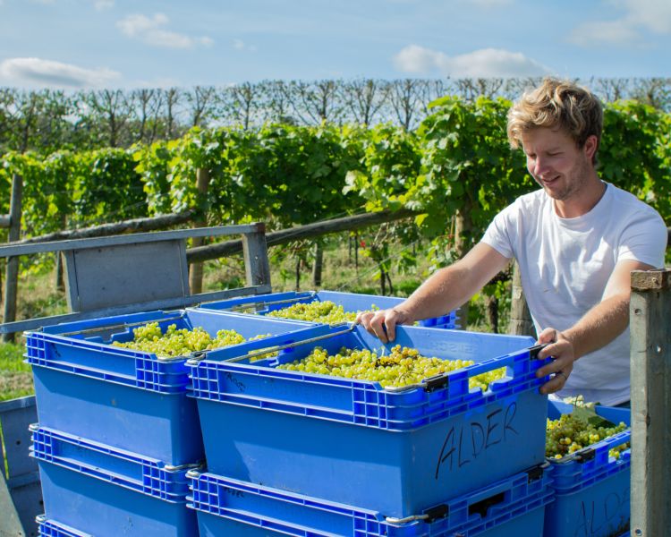 grapes being harvested on a vineyard in devon