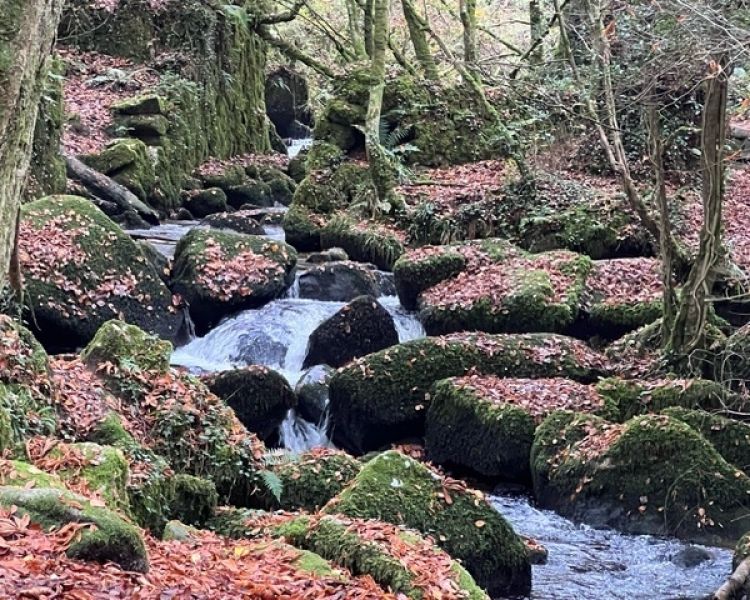 Kennall Vale Tour experience