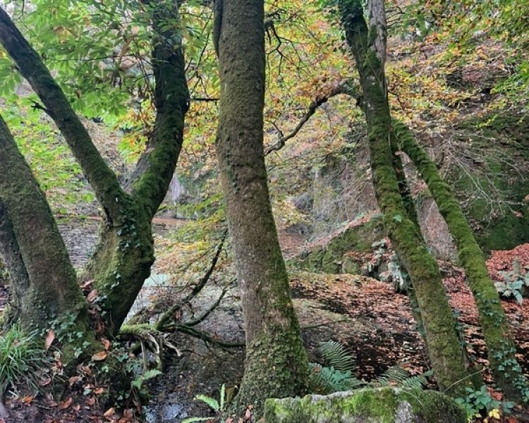 Kennall Vale