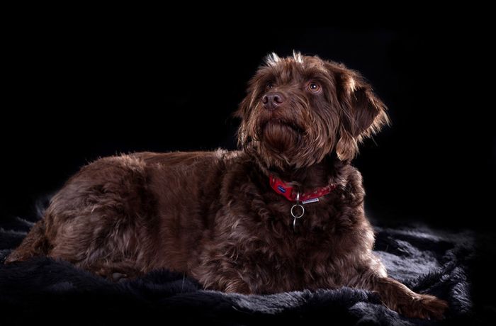 photo of a brown dog against a black background taken on a pet photoshoot