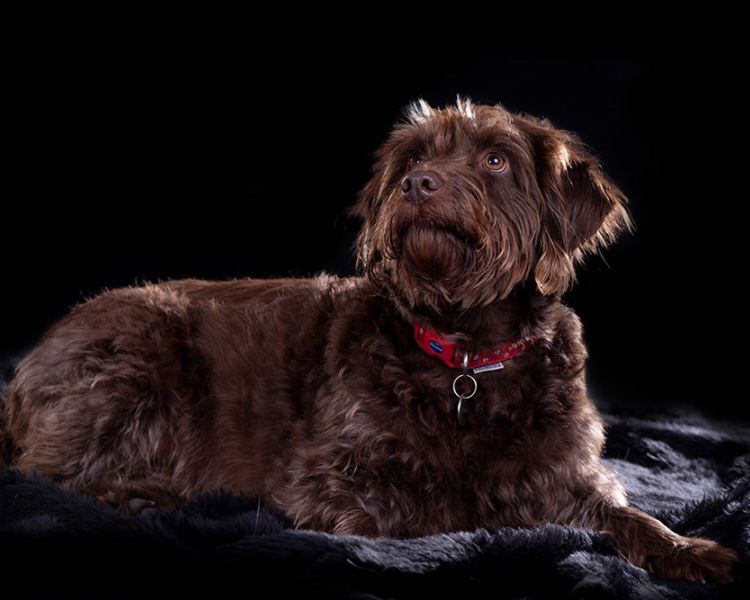 photo of a brown dog against a black background taken on a pet photoshoot
