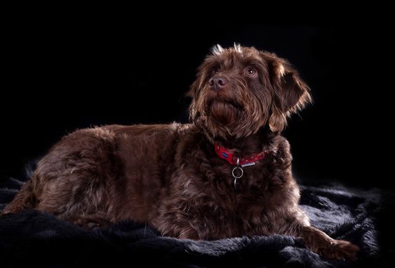 photo of a brown dog against a black background taken on a pet photoshoot