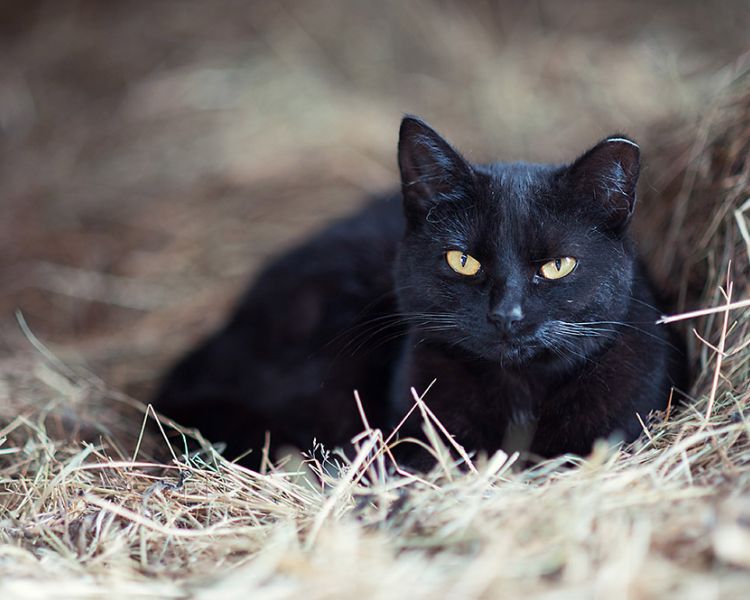 photo of a black cat sitting on straw taken on a pet photoshoot