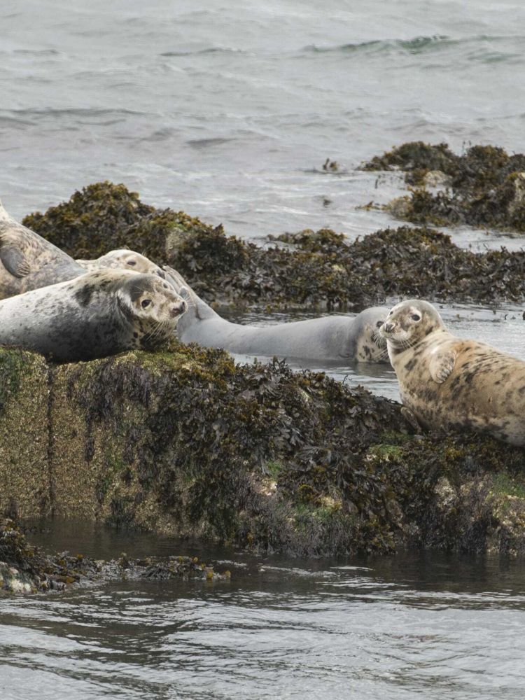 view of seals on rocks seen on a daytime sightseeing cruise in scotland