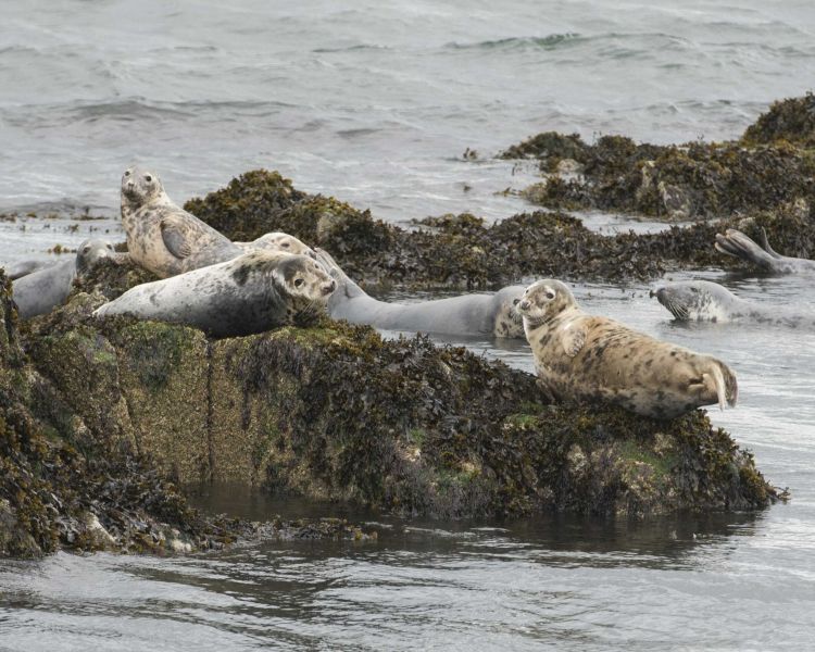 view of seals on rocks seen on a daytime sightseeing cruise in scotland