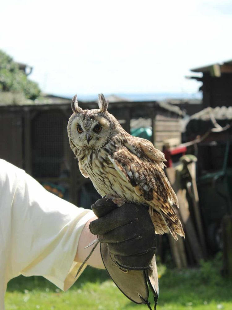Gloved hand holding an owl