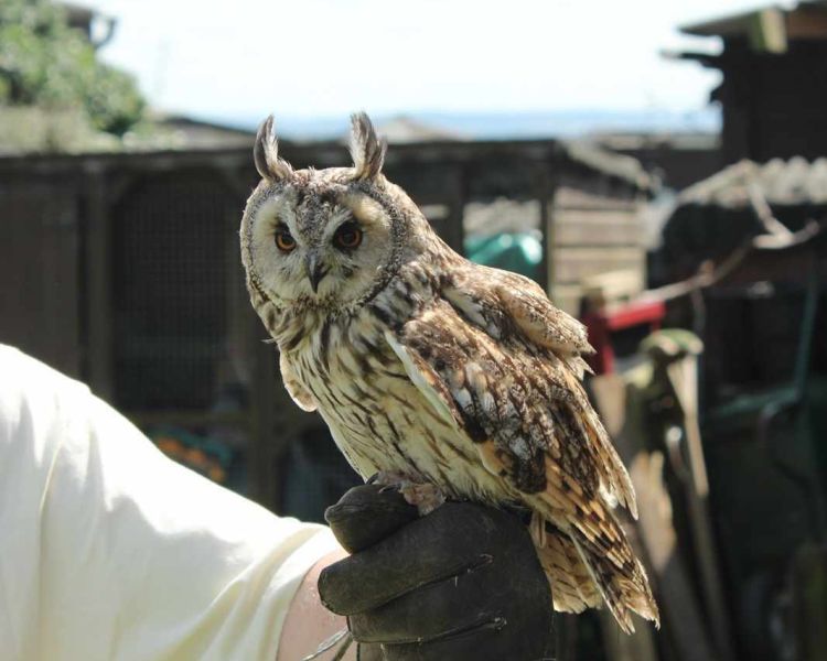 Gloved hand holding an owl