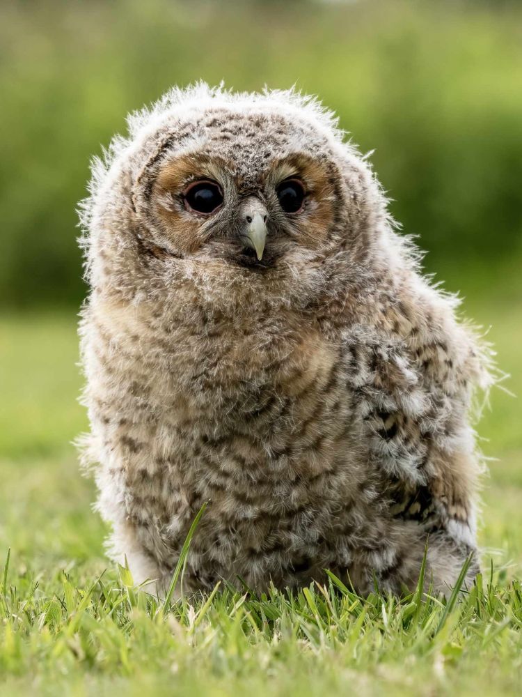 Young owl