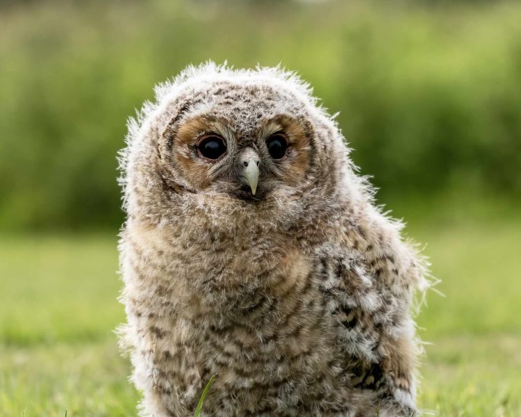 Young owl