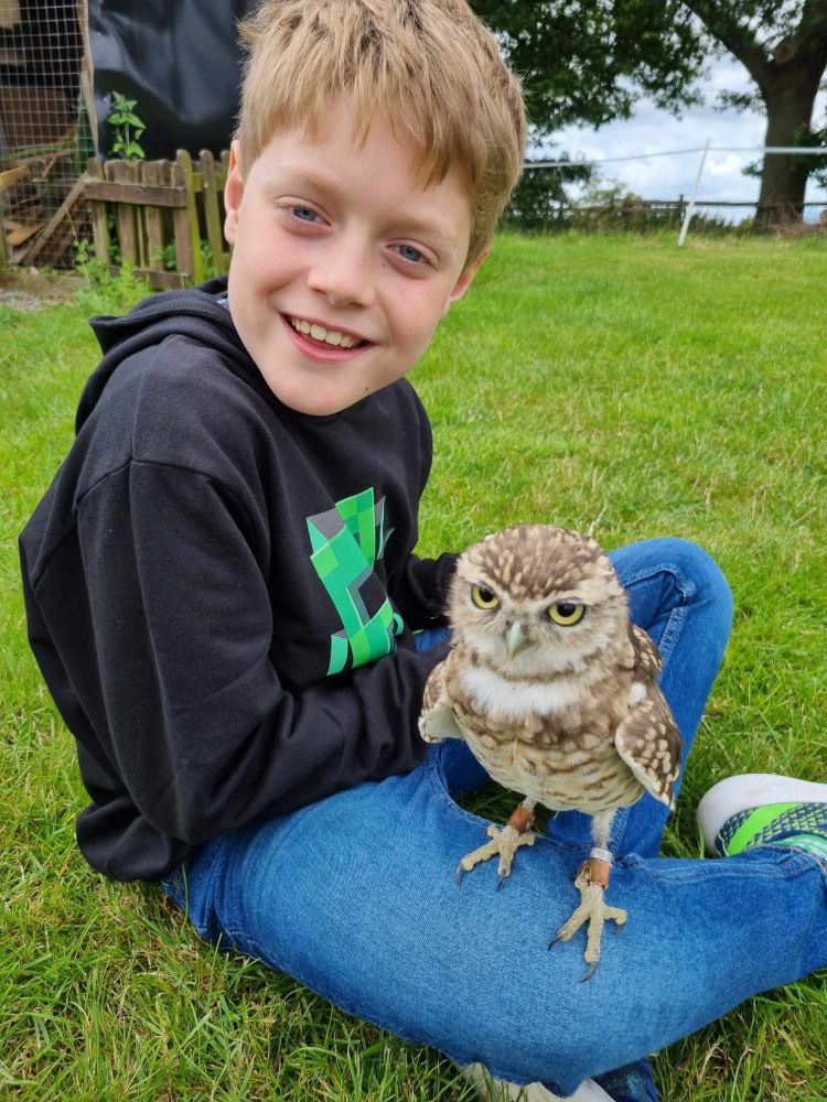 Baby owl sat on a boys knee
