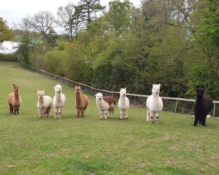 eight alpacas in a row standing in a field as part of an alpaca experience day