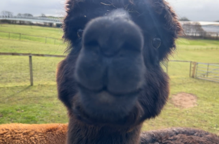 a close up of an alpacas head as part of an alpaca experience day