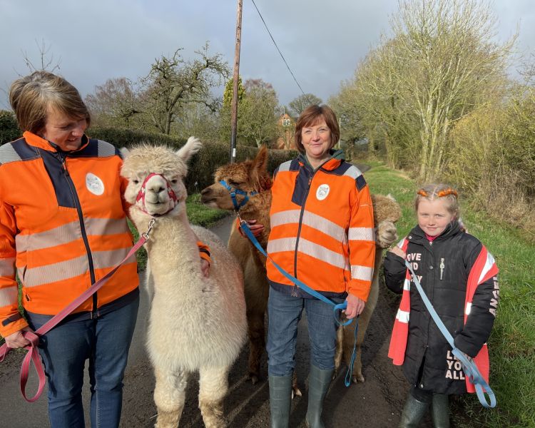 two adults and a child holding the reins of three alpacas on a country lane s part of an alpaca experience day