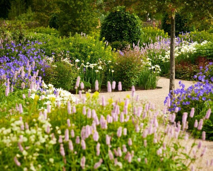 a close up of the flowers in bloom in one of the gardens at rhs bridgewater near manchester