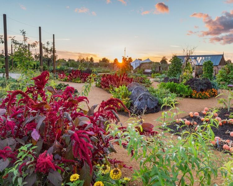 the gardens at rhs wisley including a bed of pumpkins