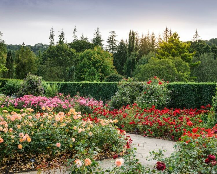a view of paved area surrounded by roses at rhs rosemoor in devon